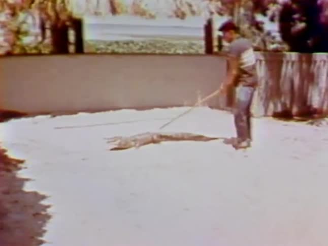 A man drags an alligator from the corner and pokes it with a stick