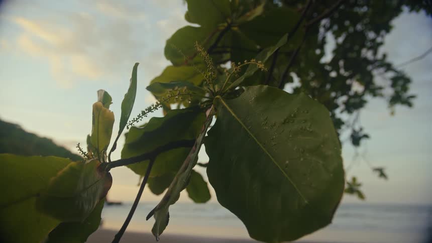 A closeup shot focuses on vibrant green leaves with dew drops swaying gently in the wind against a soft cloudy sky and a beach at sunset the camera slowly pans out revealing a wider view of the tropical setting