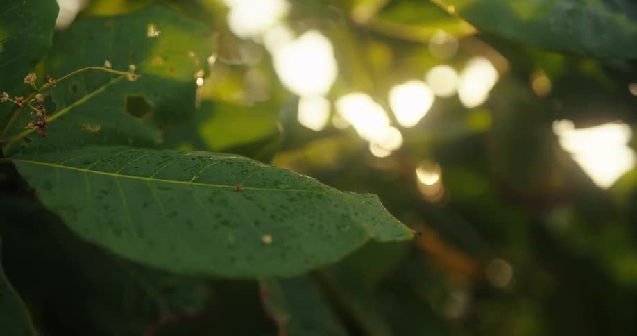 A closeup a branch with sunlight filtering through green leaves