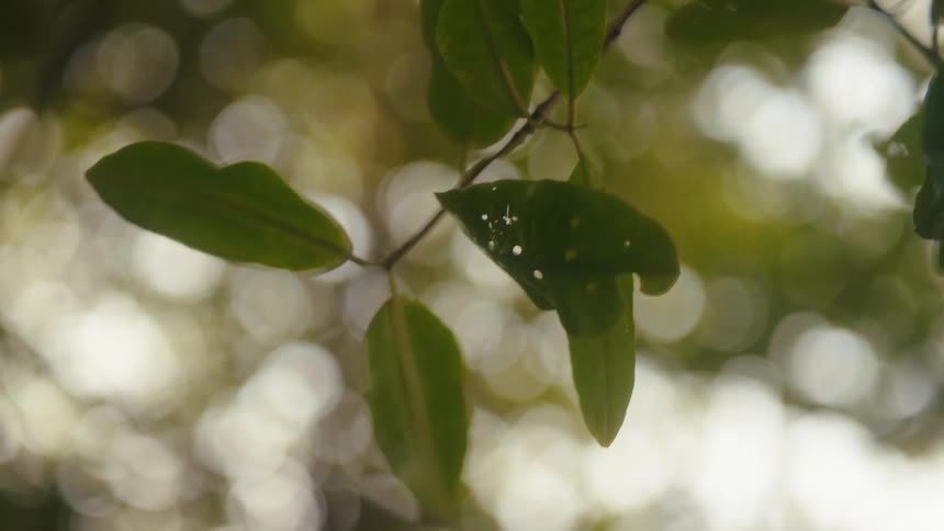 Green leaves hang from a thin branch with sunlight softly glowing through a blurred background