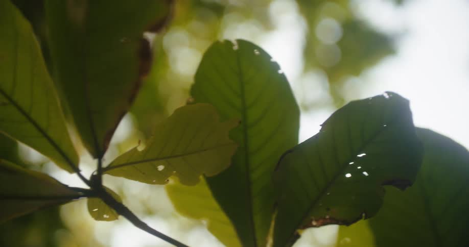 A shot focuses on a cluster of large lush green leaves with small water droplets gently swaying in a soft breeze the background is a dreamy blur of bright green and bokeh light