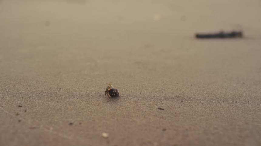 A small hermit crab crawls alone across the sandy beach