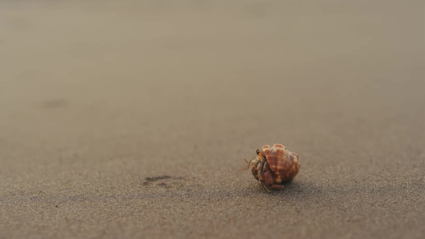 The hermit crab walks across the sand