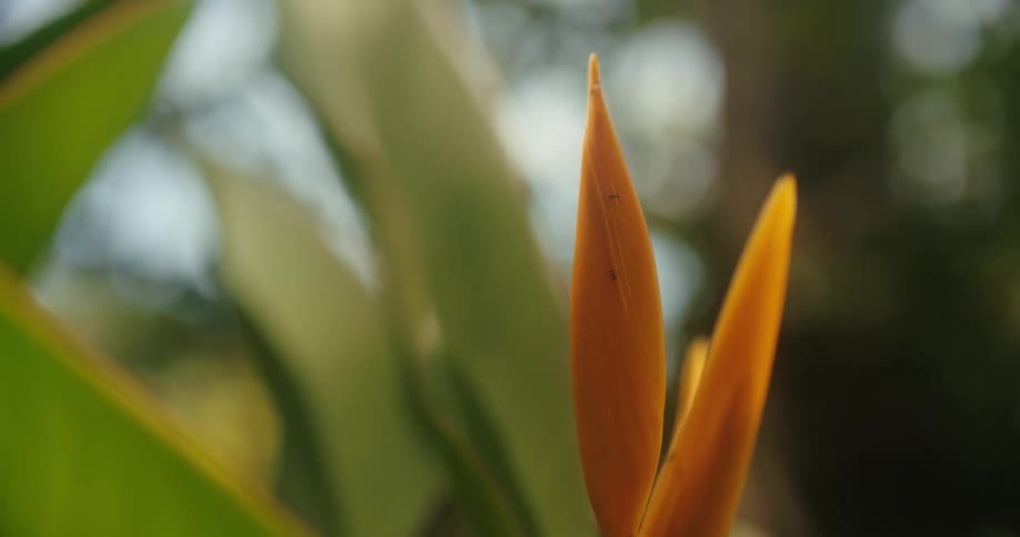 A barely opened flower bud from a green plant with large leaves