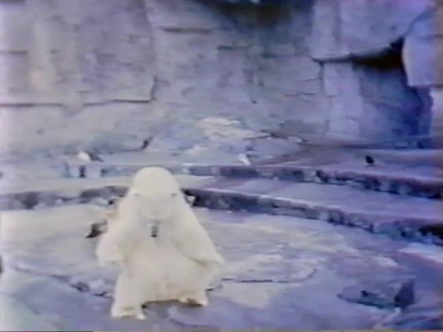 A polar bear stands on its hind legs
