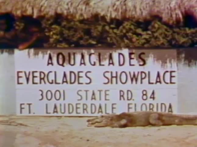 An alligator walks in front of a sign