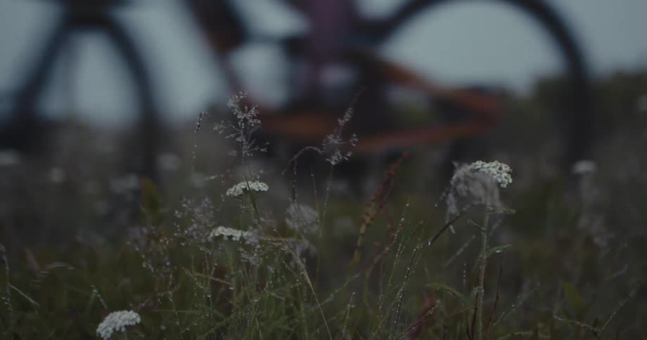 Wildflowers in the foreground with a blurred bicycle wheel in the background