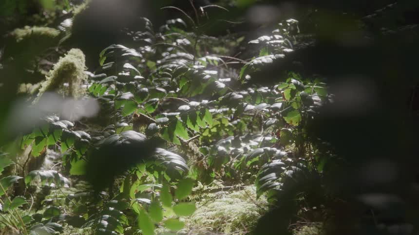 Sun shines down on a leafy plant