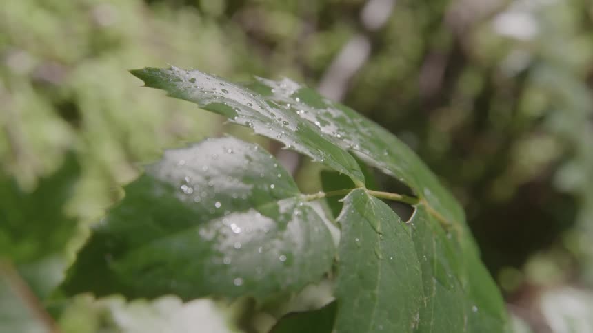 Water is all over the green leaf