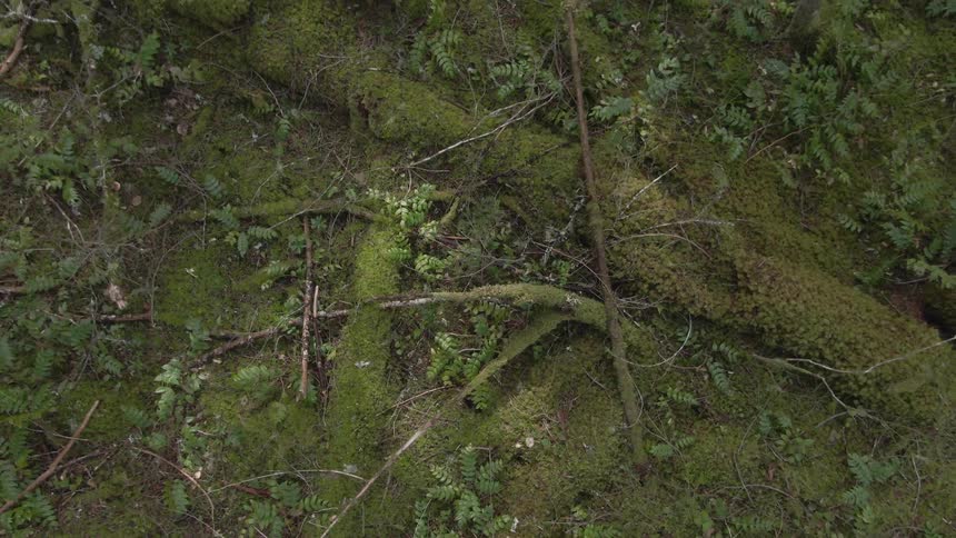 A mossy forest floor