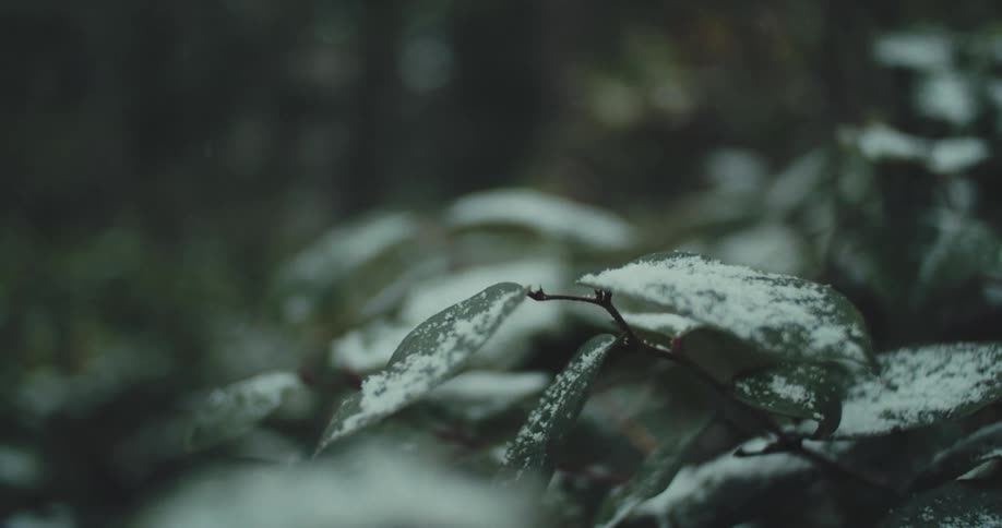 A closeup of a plant with snow falling onto the leaves