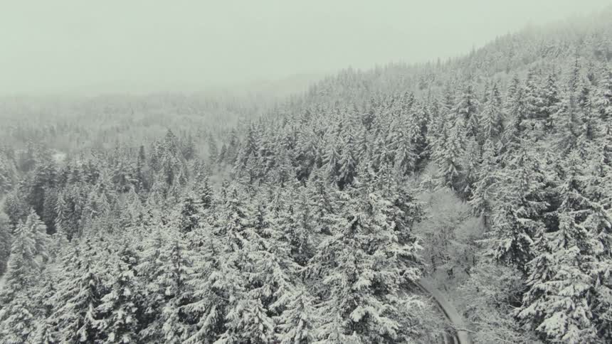 The forest is white with snow during the storm