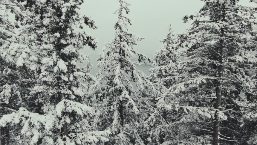 A body of water is surrounded by land with trees covered in snow