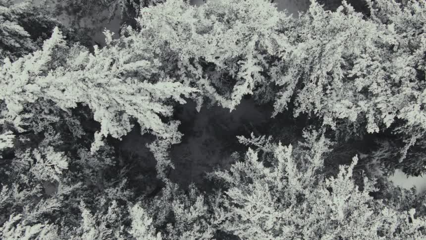 Aerial view of snow covered trees in a dense winter forest