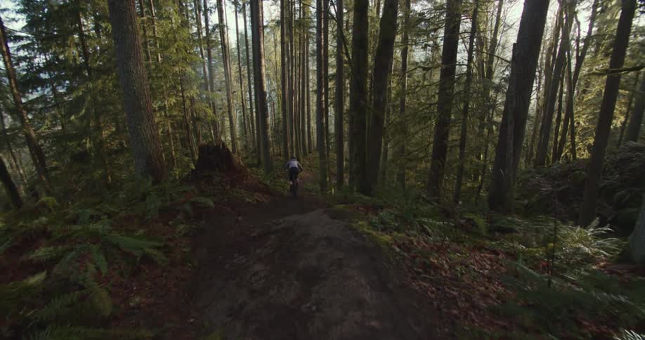 A mountain biker rides downhill through a dense forest trail