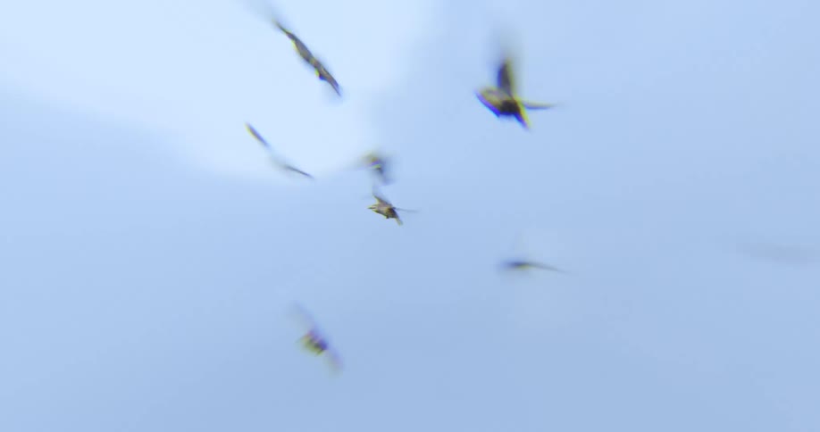 Horde of birds flying against a cloudy sky