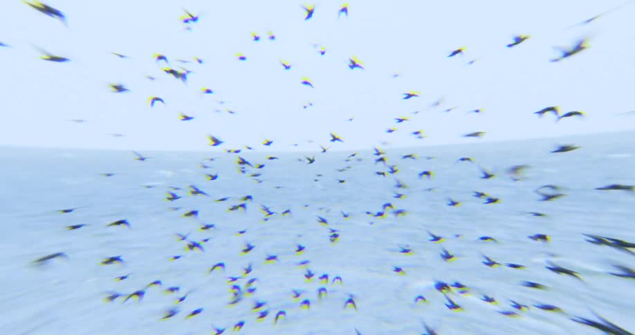 A video shows a flock of birds flying erratically over a vast white and reflective surface which may be a frozen lake or a field of snow the camera appears to be tracking them from above as they dart back and forth