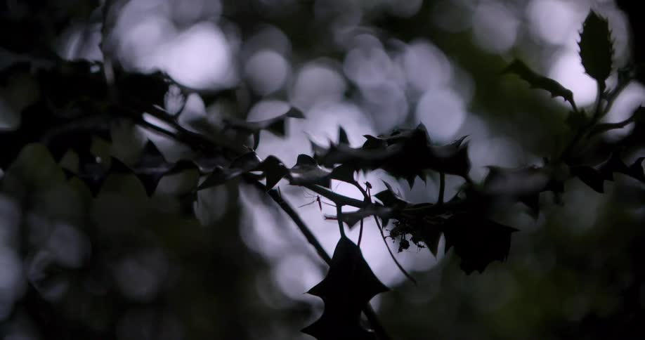 A closeup view of jagged leaves and branches is silhouetted against a softly blurred background of fading light creating a moody and atmospheric scene