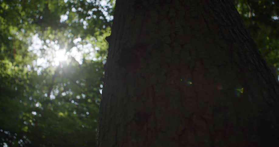 The sun shines brightly through the green leaves of a forest the camera then pans down the textured bark of a large tree trunk capturing its rough surface