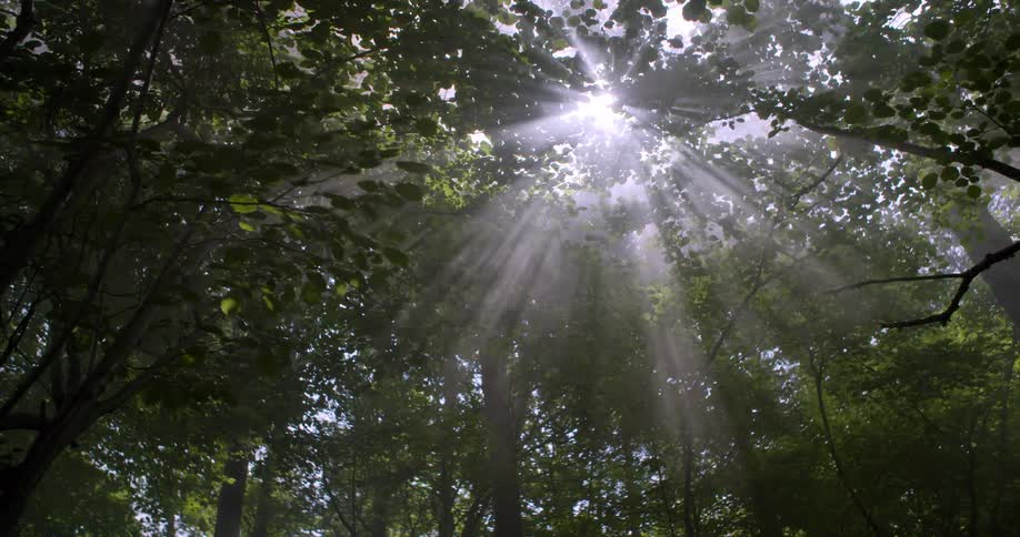 Reflection of the sun filtering through trees in a forest