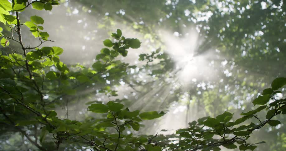 The provided video file shows a serene upward view into a forest canopy the camera is looking up through the leaves and branches of the trees a strong bright light presumably the sun is shining down from above and its rays are visible as they pierc