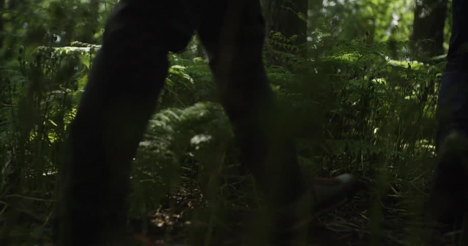 The provided video file shows a persons legs walking through a dense green forest the ground is covered with lush ferns and other undergrowth the sunlight filters through the trees creating a dappled effect on the forest floor the person is wearing