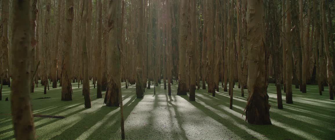Sunlight streams through the dense canopy of a melaleuca forest creating bright reflections on the calm water that is covered with green floating duckweed