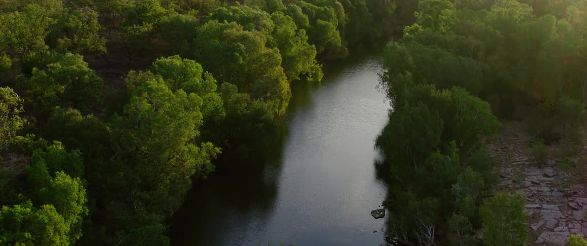 A river winds through the forest on a sunny day with tall trees lining and gracing both sides their green leaves glowing in the bright sunlight