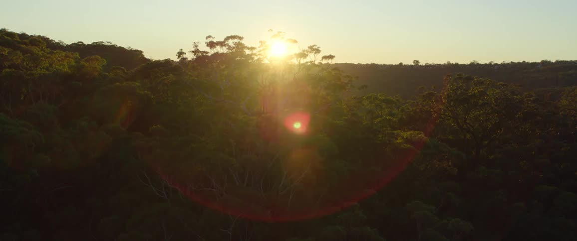 The sun rises over the large forest on a sunny day
