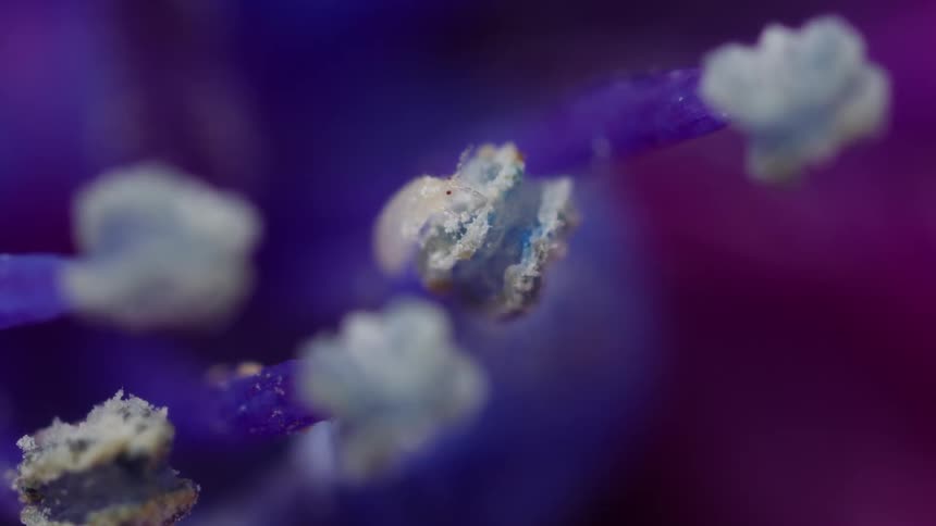Thrips nymph eating from anther of flower, extreme magnification