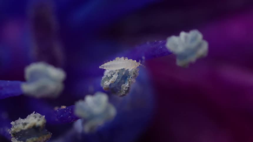 Tiny thrips nymph macro view on anther of flower