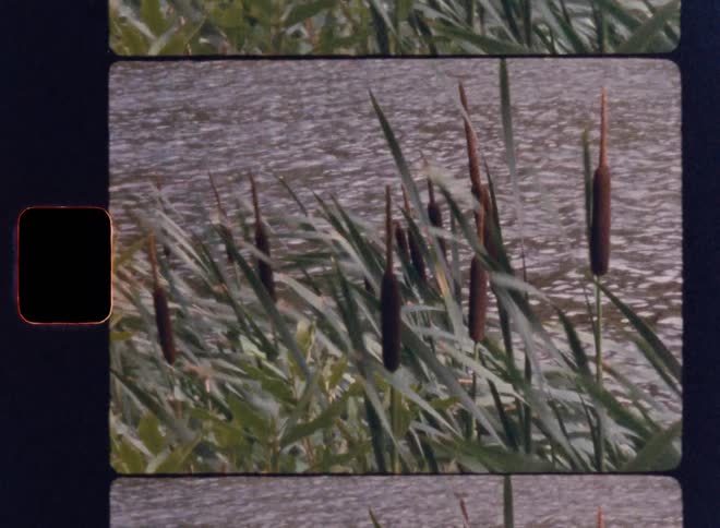The camera films reeds growing at the edge of a lake with the water rippling in the background the footage is framed within a film strip border giving it a vintage cinematic feel