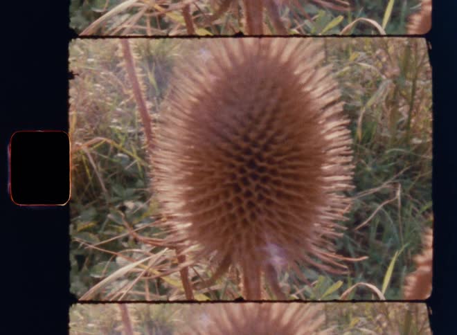 The wind is blowing the tall grass