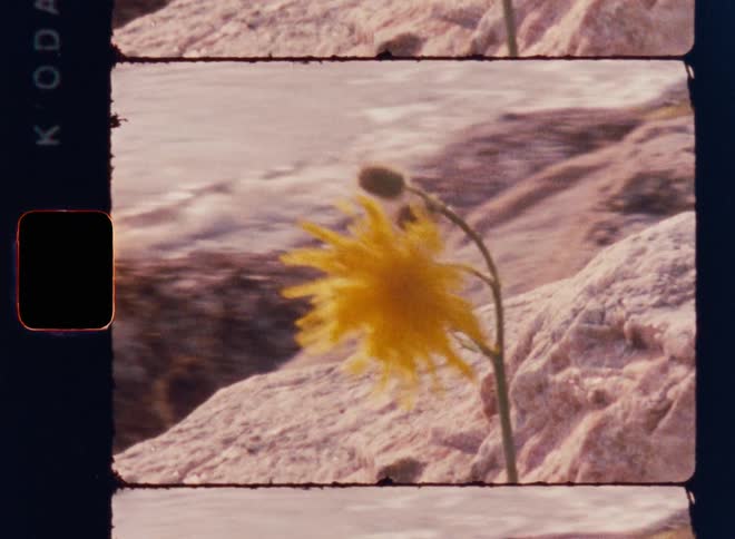 A single yellow flower growing out of large rocks blows in the wind at the shore