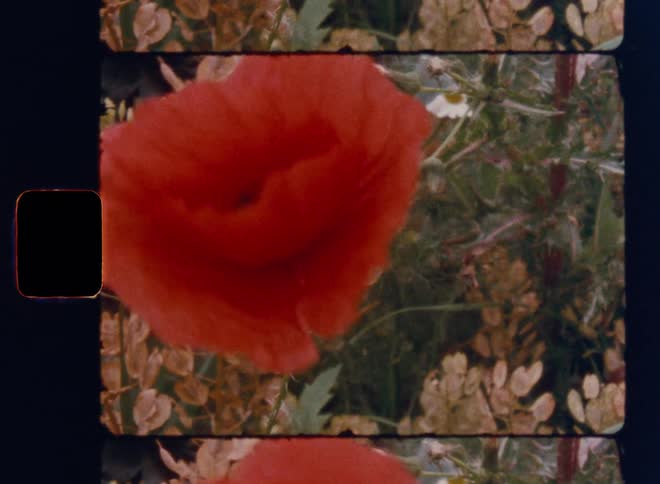 A film strip shows a field of flowers including white daisies and a red poppy that sways in the wind the footage has a vintage look with dirt and scratches visible on the frame