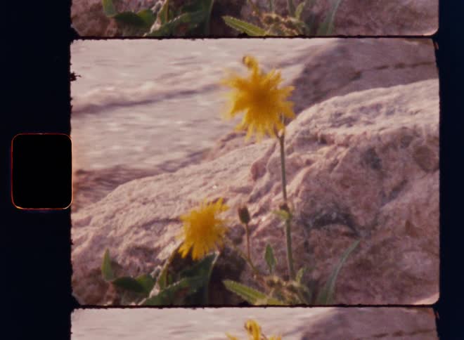 The wind is blowing the yellow flower on the shore