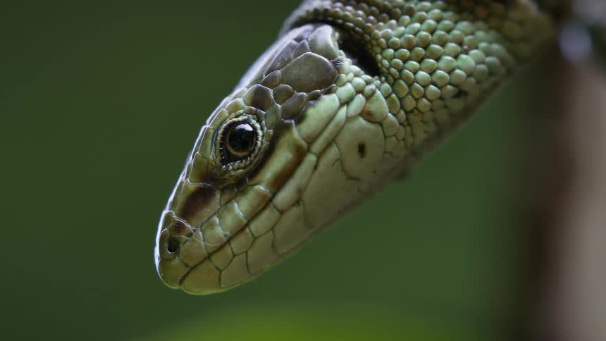 Viviparous lizard in the wild at midday