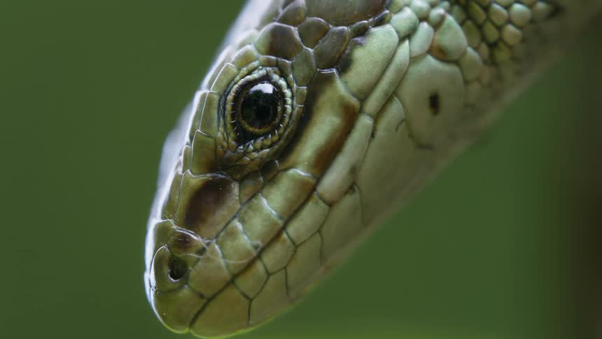 A close view shows a viviparous lizard with detailed scales on its head and an eye blinking slowly with a blurry green background
