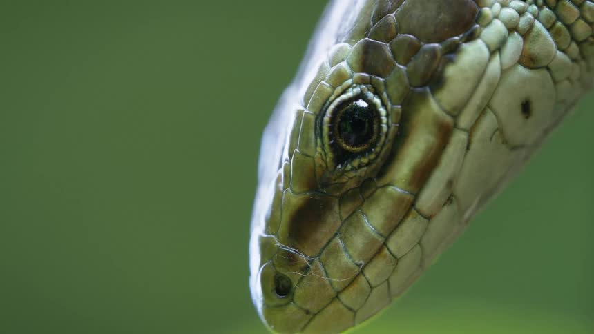 Viviparous lizard in the wild at midday