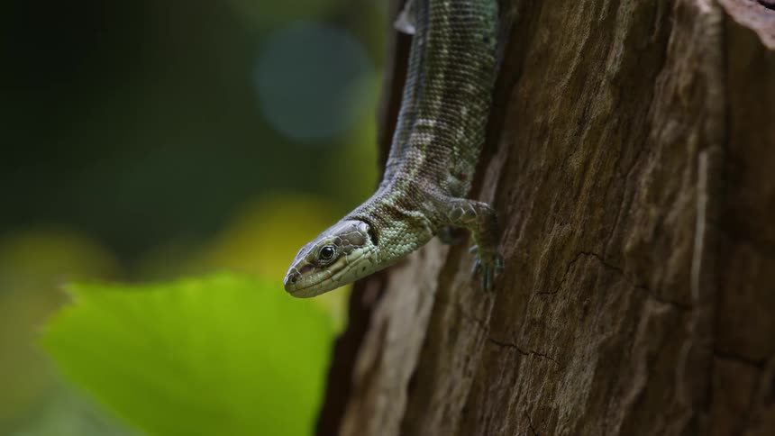 Lizard on a tree trunk with blurred vegetation in the background