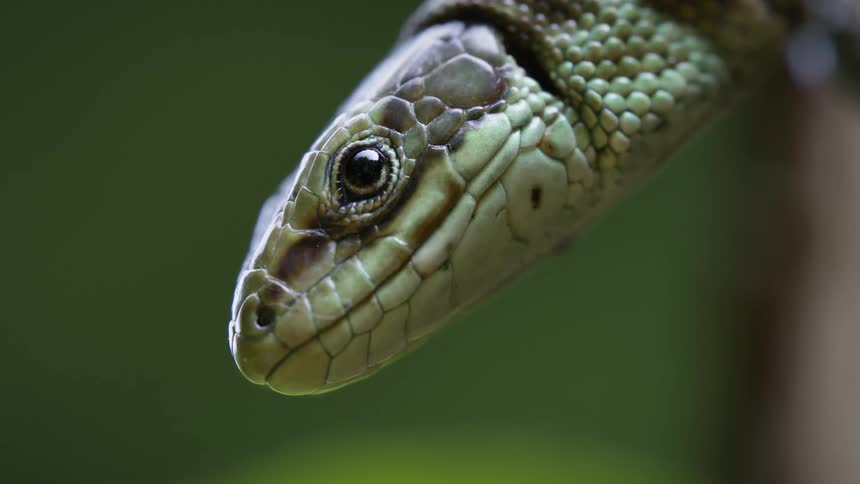 A close view shows a viviparous lizard with detailed scales on its head with its eye open and a blurry green background