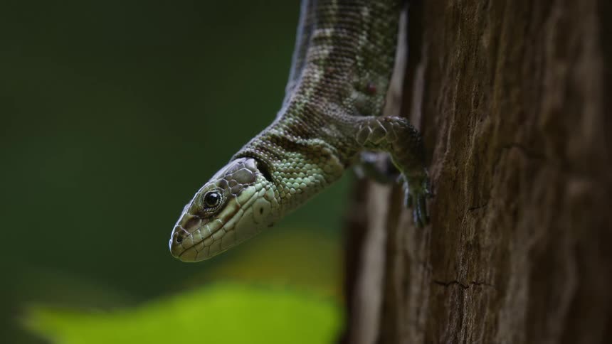 Reptile breathes while clinging upside down to a textured tree trunk outdoors