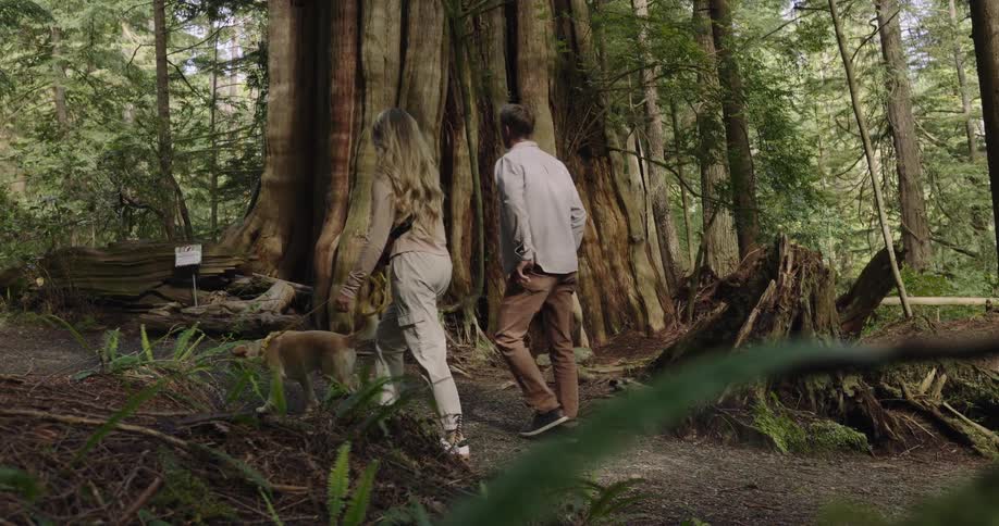 A couple walk their dog along a forest trail passing a massive tree trunk surrounded by lush greenery