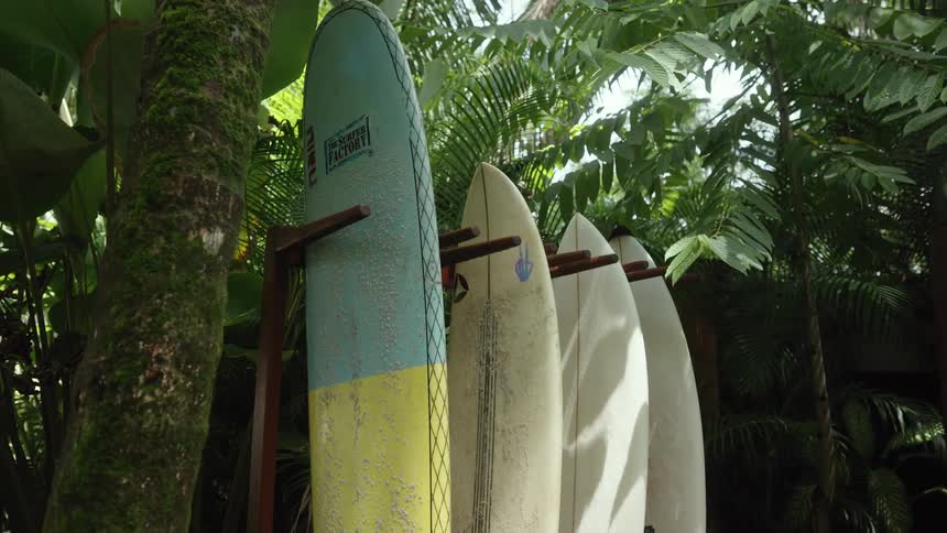 Surfboards standing near trees in a jungle