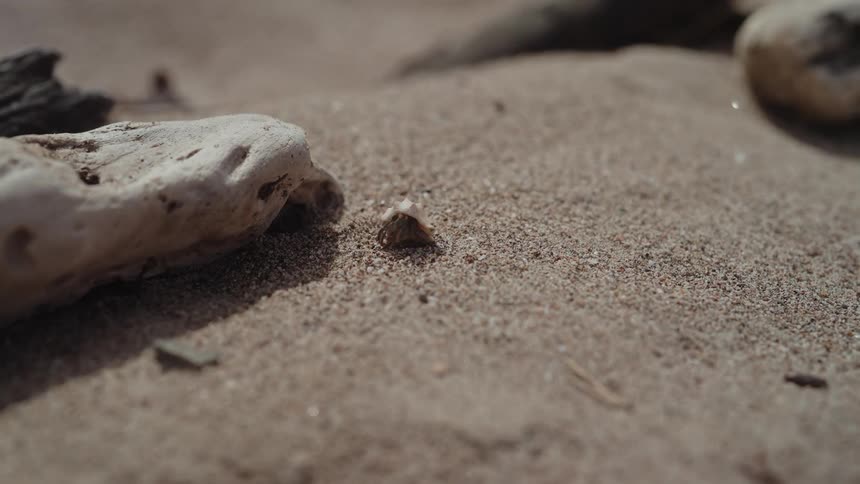 A small shellcrab sits and walks beside driftwood on sunlit sand captured in a closeup beach detail