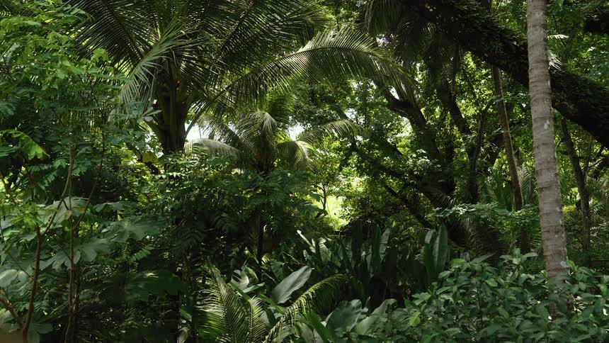 Dense jungle on a sunny day