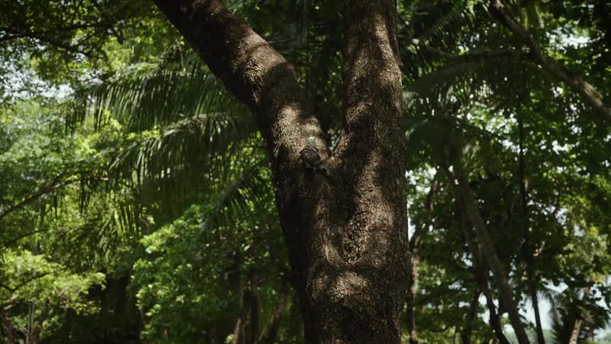 A large lizard clings to the rough trunk of a tree in a sunlit tropical forest