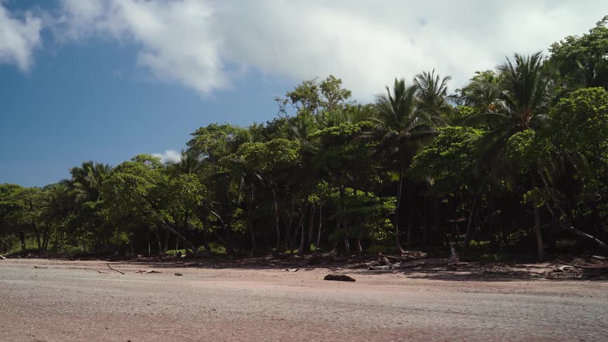 Beach with a tropical forest