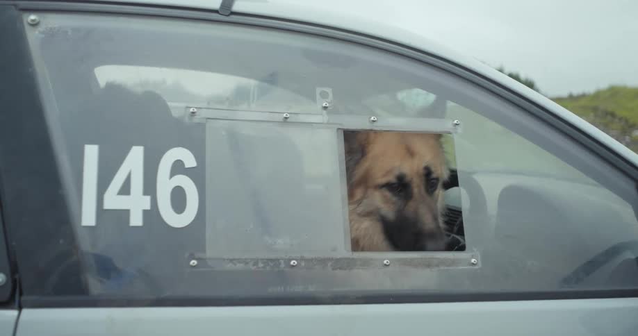 German shepherd dog looking out through the window of a car numbered 146