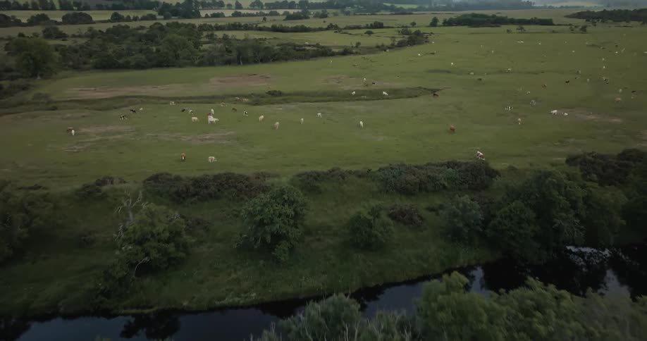 A wide green field filled with grazing cows is bordered by a river and distant mountains under a cloudy sky